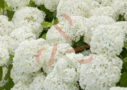 Hydrangea arborescens 'Strong Annabelle'