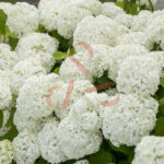 Hydrangea arborescens 'Strong Annabelle'