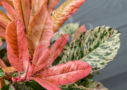 Photinia serratifolia Pink Crispy