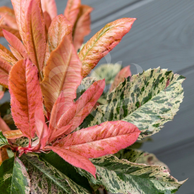 Photinia serratifolia Pink Crispy