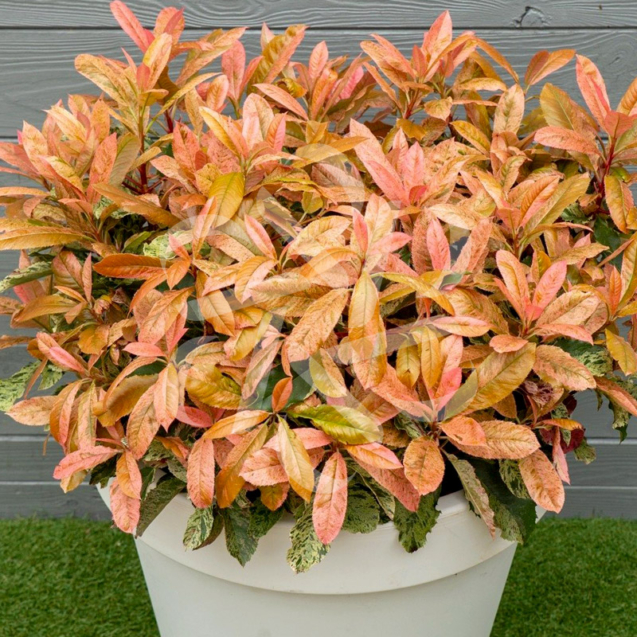 Photinia serratifolia Pink Crispy