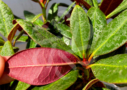 Rhododendron ‘Wine and Roses’