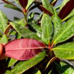 Rhododendron ‘Wine and Roses’