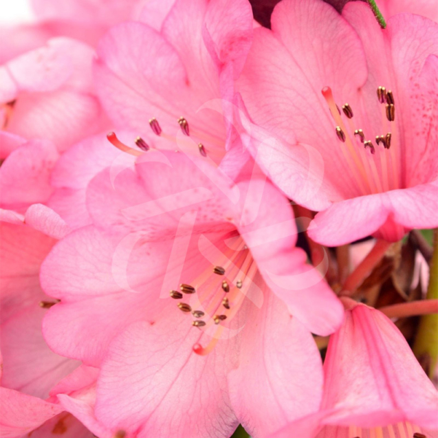 Rhododendron ‘Wine and Roses’