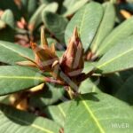 Rhododendron ‘Wine and Roses’
