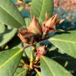 Rhododendron ‘Wine and Roses’