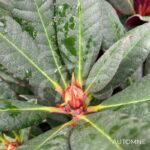 Rhododendron ‘Wine and Roses’
