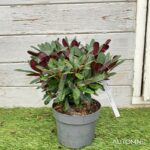 Rhododendron ‘Wine and Roses’