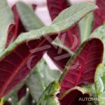 Rhododendron ‘Wine and Roses’
