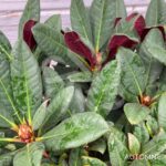 Rhododendron ‘Wine and Roses’