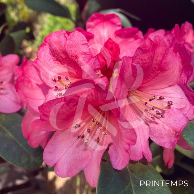 Rhododendron ‘Wine and Roses’
