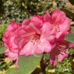 Rhododendron ‘Wine and Roses’
