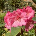 Rhododendron ‘Wine and Roses’