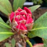 Rhododendron ‘Wine and Roses’