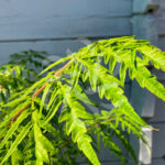 Sumac de Virginie Tiger Eyes - Rhus typhina