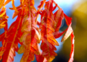 Sumac de Virginie Tiger Eyes - Rhus typhina