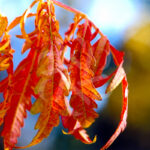 Sumac de Virginie Tiger Eyes - Rhus typhina