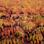 Sumac de Virginie Tiger Eyes - Rhus typhina