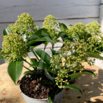 Skimmia japonais - Skimmia du Japon Marlot