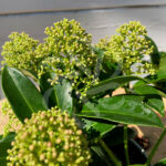 Skimmia japonais - Skimmia du Japon Marlot