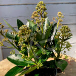 Skimmia japonais - Skimmia du Japon Miracle