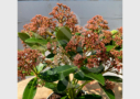 Skimmia japonais - Skimmia du Japon Rubesta