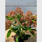 Skimmia japonais - Skimmia du Japon Rubesta