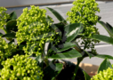 Skimmia japonais - Skimmia du Japon Winter Dwarf