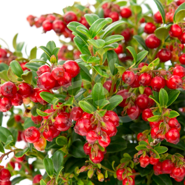 Vaccinium vitis-idaea ‘red Candy’ - Airelle rouge 'Red Candy'