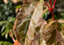 Acer conspicuum 'Red Flamingo' disponible en notre magasin en ligne de plantes