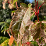 Acer conspicuum 'Red Flamingo' disponible en notre magasin en ligne de plantes