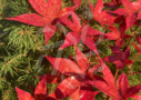 Acer palmatum 'Andras' - Érable du Japon disponible en notre magasin en ligne de plantes