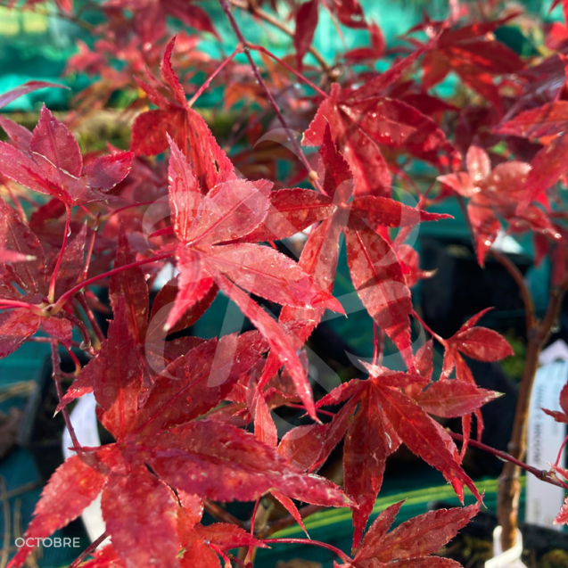 Acer palmatum 'Andras' - Érable du Japon disponible en notre magasin en ligne de plantes