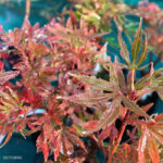 Acer palmatum 'Anna's Broom' - Érable du Japon