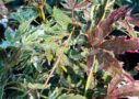 Acer palmatum 'Butterfly' - Érable du Japon disponible en notre magasin en ligne de plantes