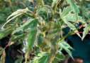 Acer palmatum 'Butterfly' - Érable du Japon disponible en notre magasin en ligne de plantes