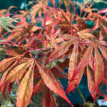 Acer palmatum 'Christy Ann' - Érable du Japon