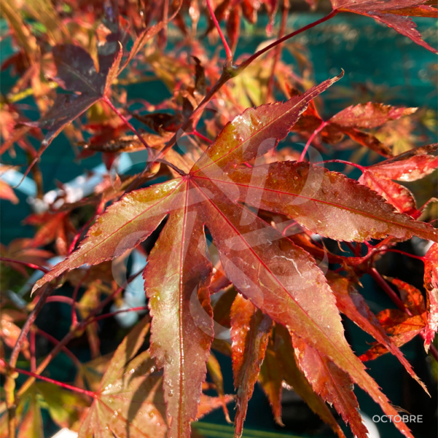 Acer palmatum 'Fireglow' disponible en notre magasin en ligne de plantes