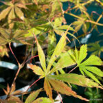 Acer Palmatum 'Kenzan' - Érable du Japon