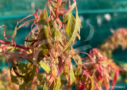 Acer palmatum 'Koshimino' disponible en notre magasin en ligne de plantes