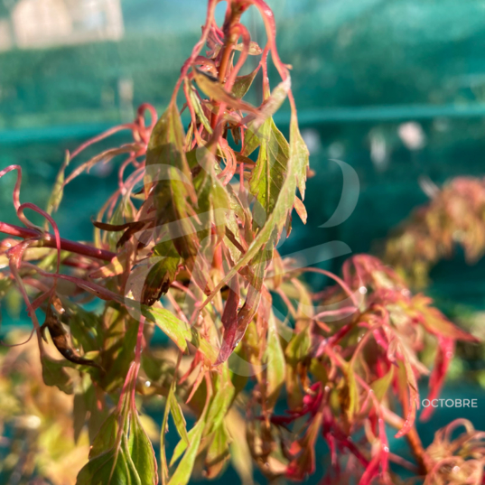 Acer palmatum 'Koshimino' disponible en notre magasin en ligne de plantes