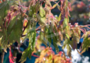 Acer palmatum 'Koshimino' disponible en notre magasin en ligne de plantes