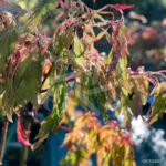 Acer palmatum 'Koshimino' - Érable du Japon