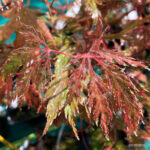 Acer palmatum 'Michiko' - Érable du Japon