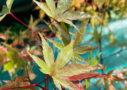 Acer palmatum 'Mira' - Érable du Japon