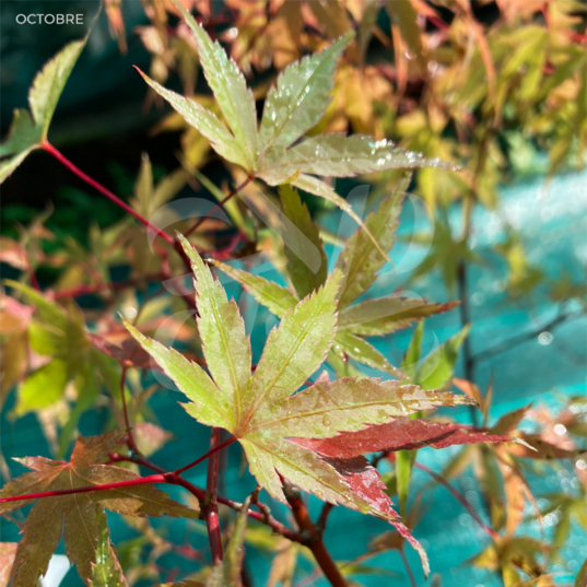 Acer palmatum 'Mira' - Érable du Japon