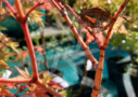 Acer palmatum 'Miya' disponible en notre magasin en ligne de plantes