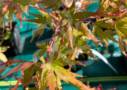 Acer palmatum 'Miya' disponible en notre magasin en ligne de plantes