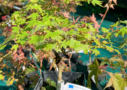 Acer palmatum 'Muka' - Érable du Japon