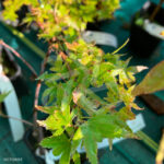 Acer palmatum 'Muka' - Érable du Japon